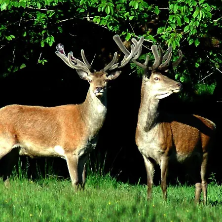 Madams Hill House By Trident Homes * Килларни